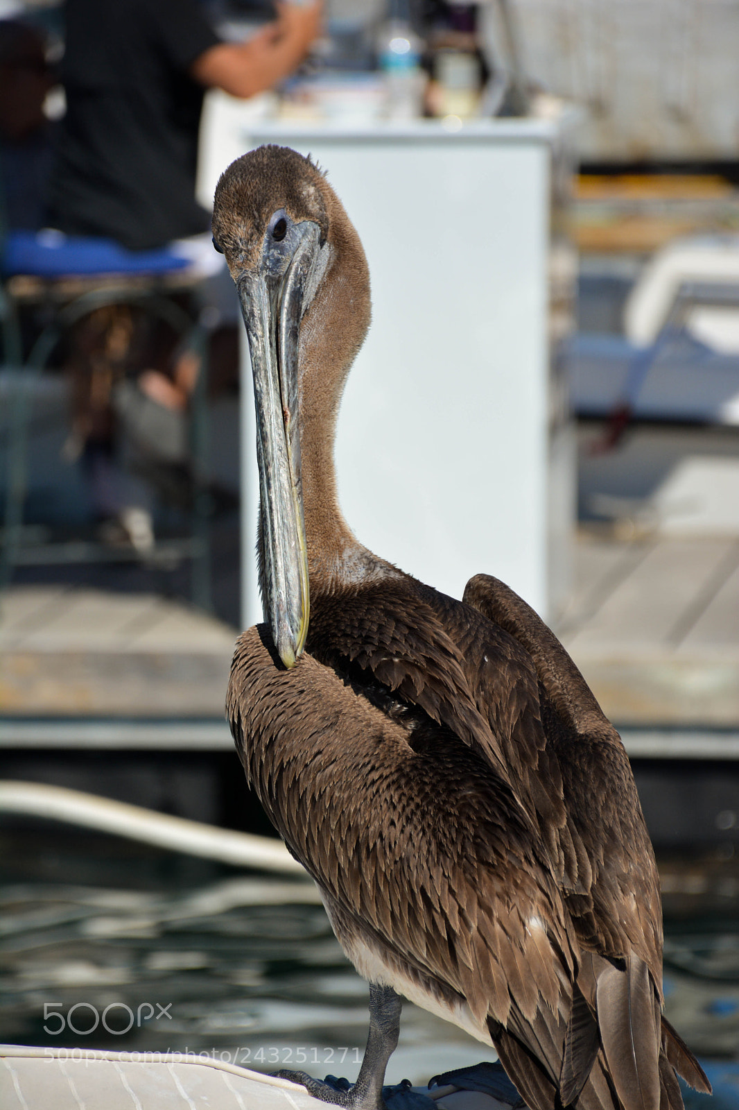 Nikon D7100 sample photo. Brown pelican photography