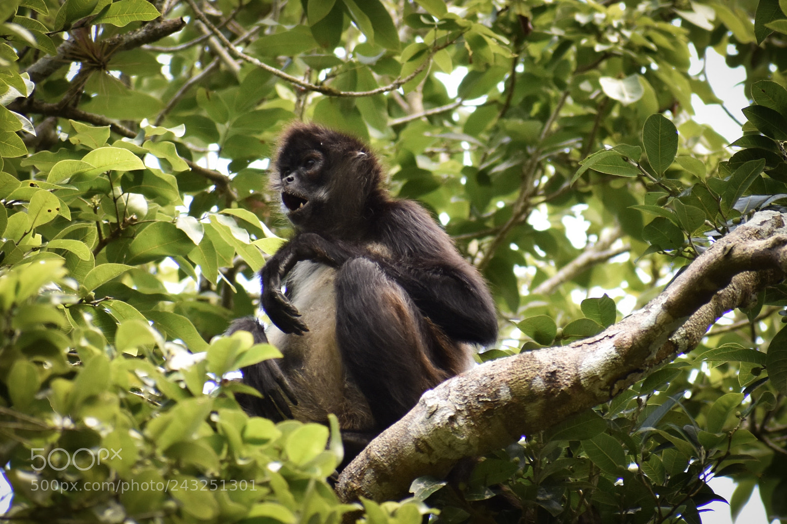 Nikon D5600 sample photo. A howler monkey. photography