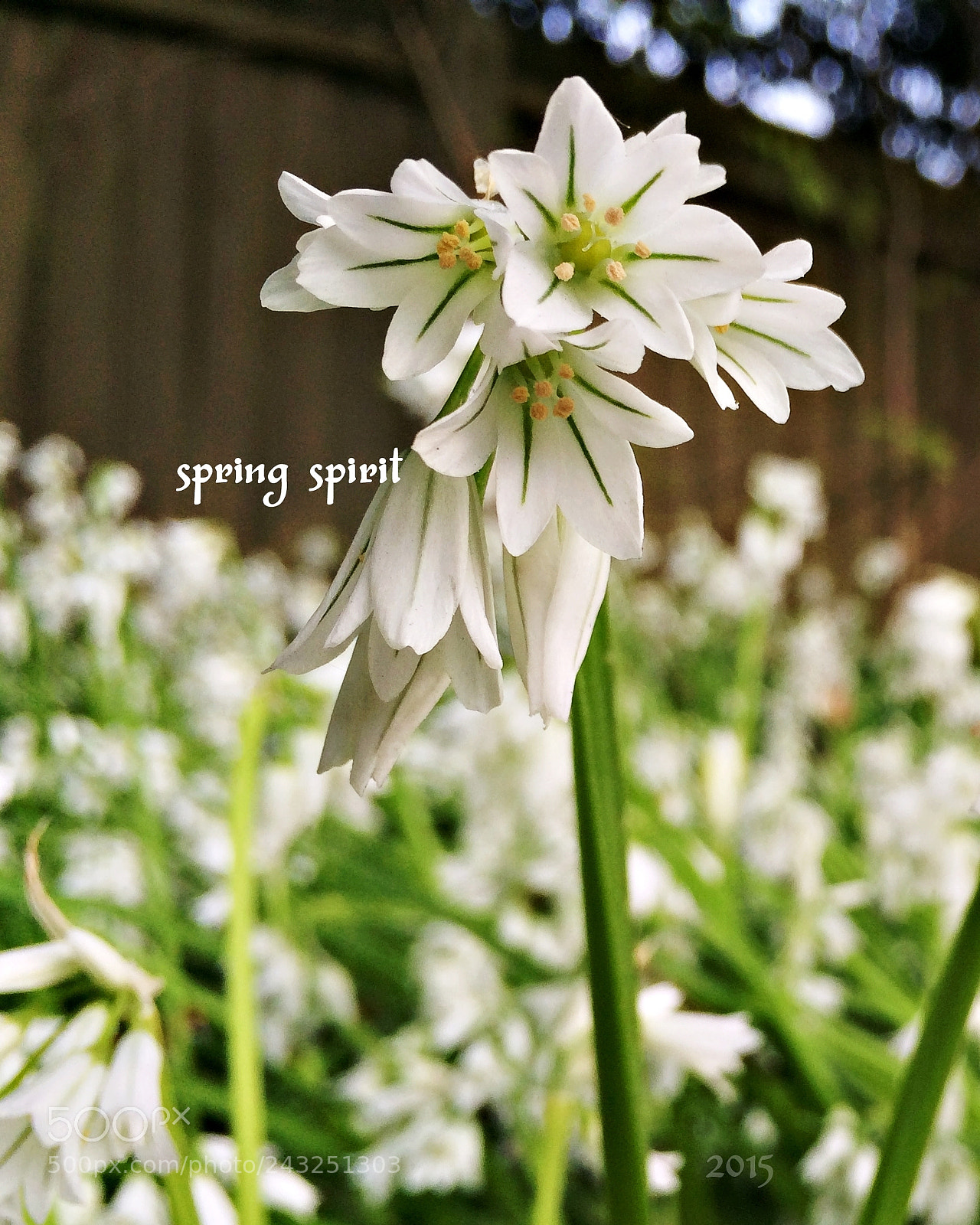 Apple iPhone 5s sample photo. Spring spirit, bournemouth 2015 photography
