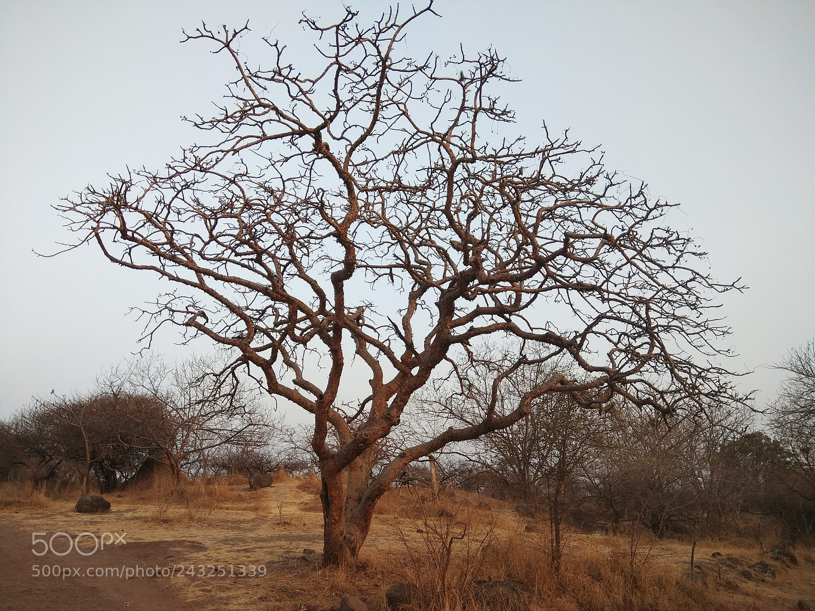 Xiaomi Redmi Note 4 sample photo. Tree photography