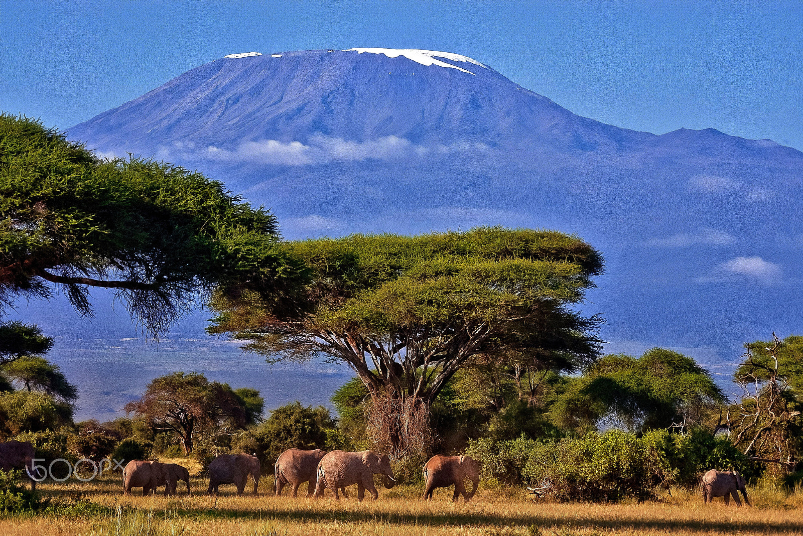 Pentax *ist D sample photo. Mt. kilimanjaro and elephants. photography