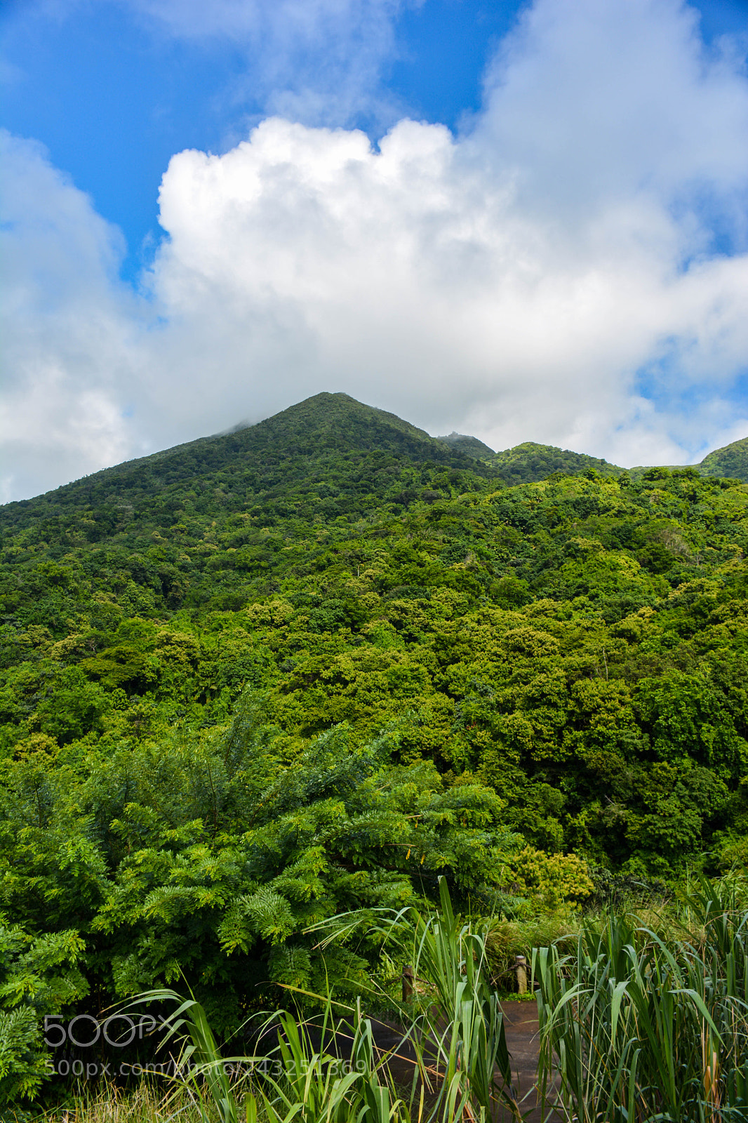 Nikon D7100 sample photo. St kitts rainforest photography