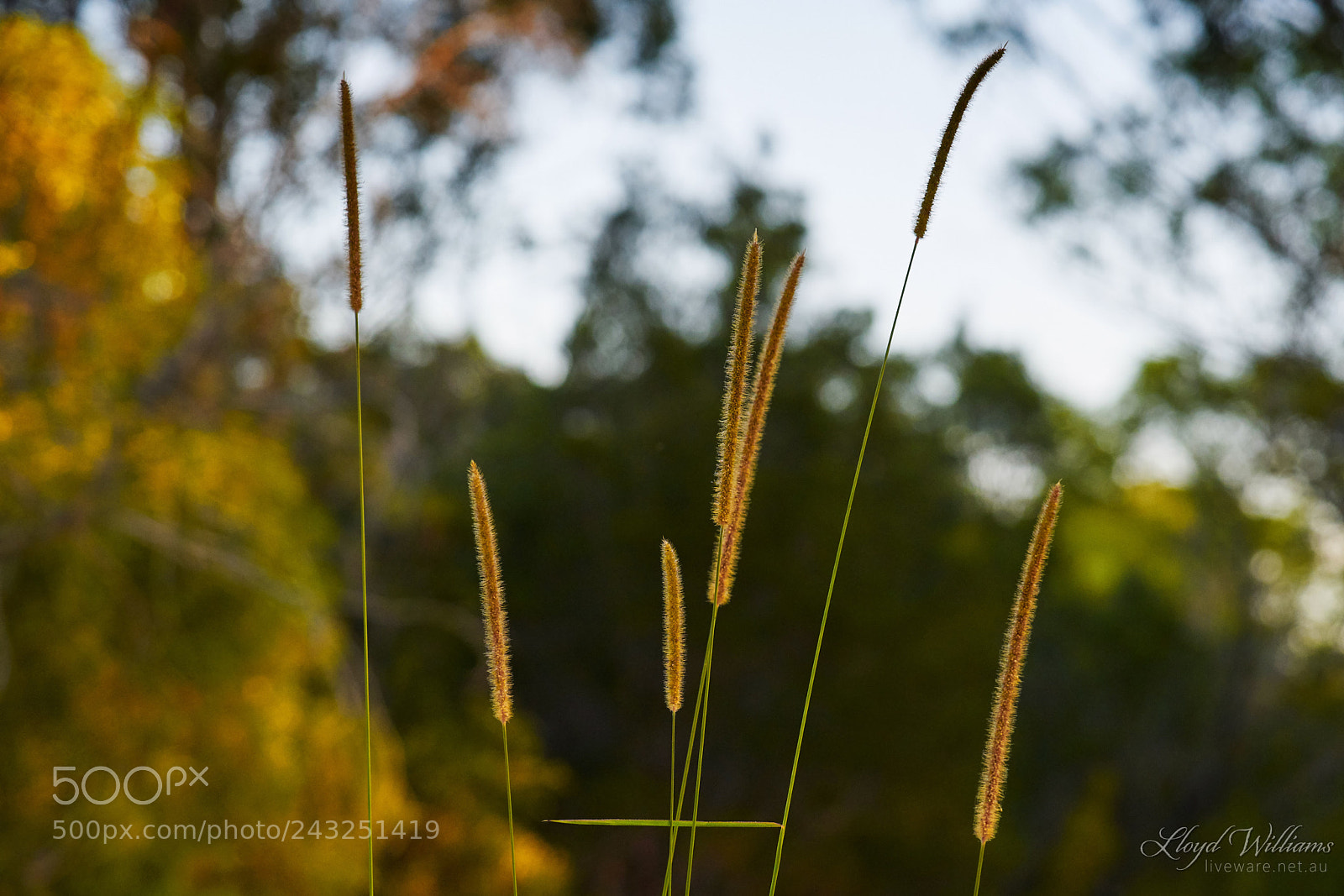 Sony a7R II sample photo. Seed head, native grass photography