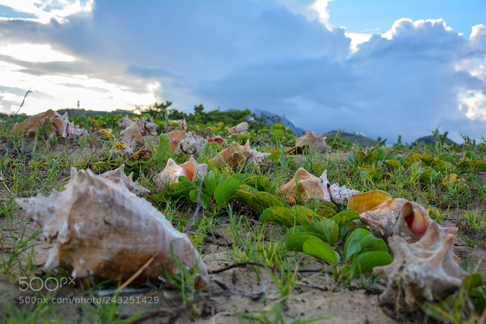 Nikon D7100 sample photo. Conch shells on the photography
