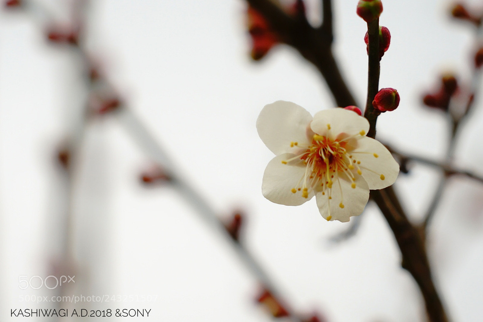 Sony a7 II sample photo. The plum blossoms started photography