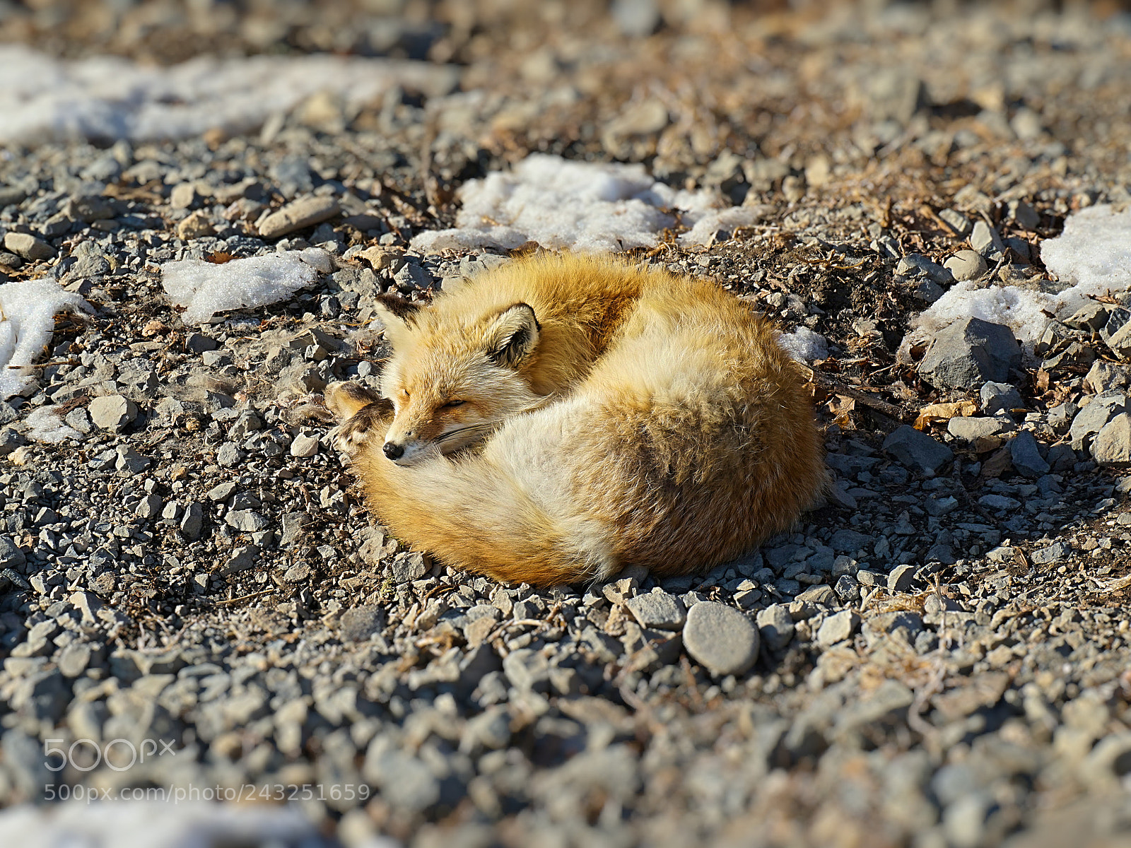 Sony Alpha a5000 (ILCE 5000) sample photo. Sunbathe photography