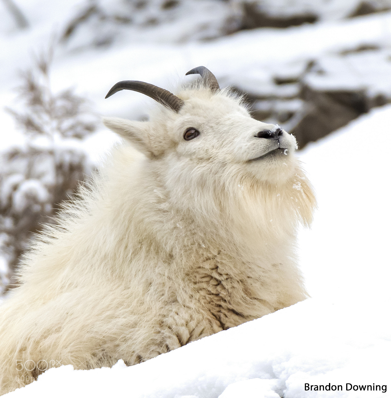 Nikon D500 sample photo. Mountain goat photography