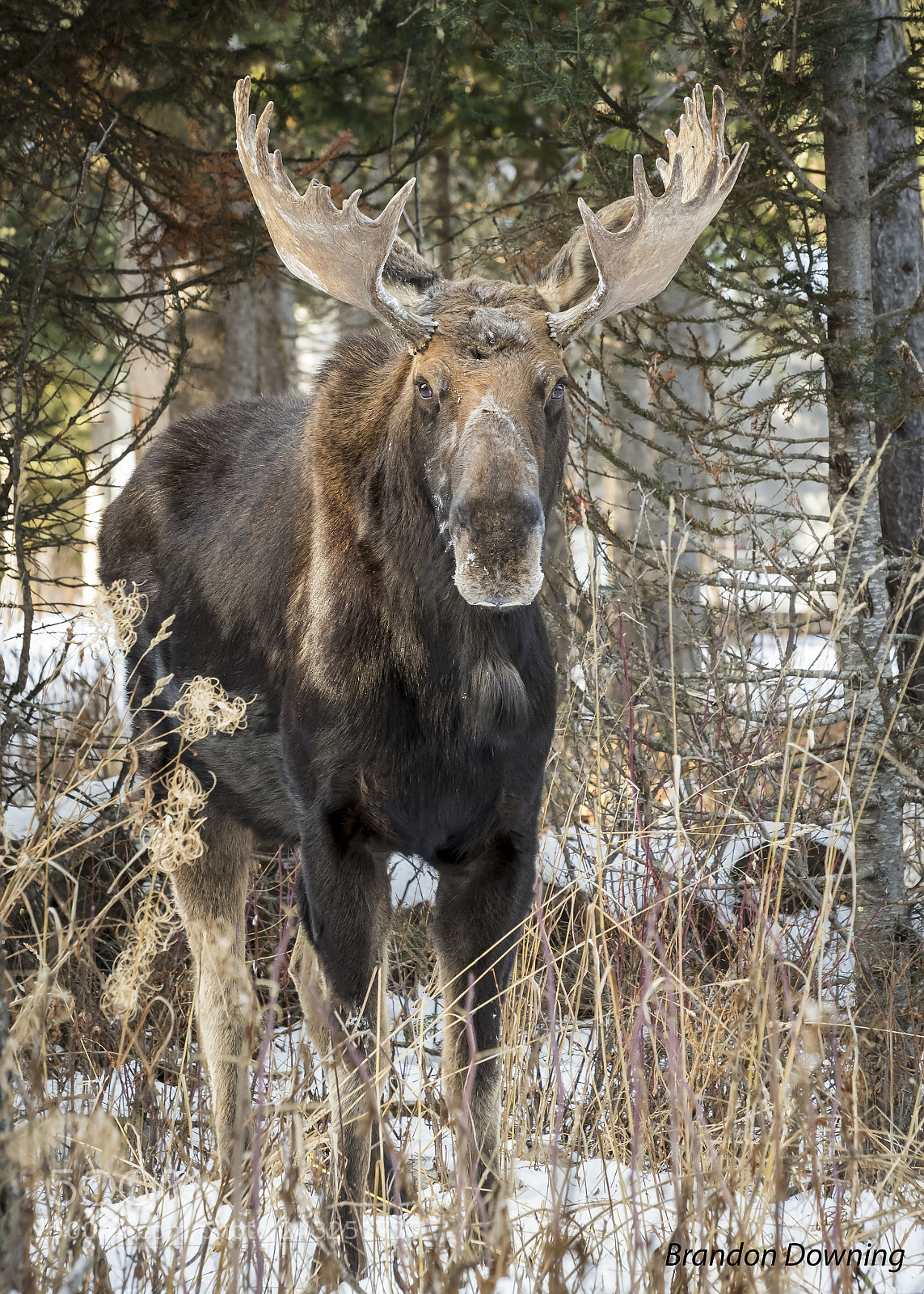 Nikon D500 sample photo. Bull moose photography