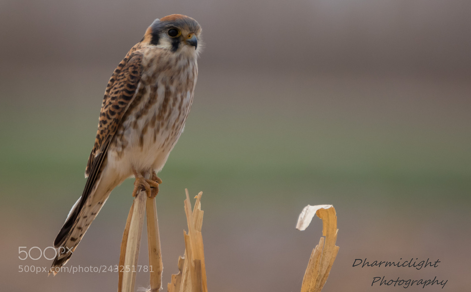 Canon EOS 7D Mark II sample photo. American kestrel photography