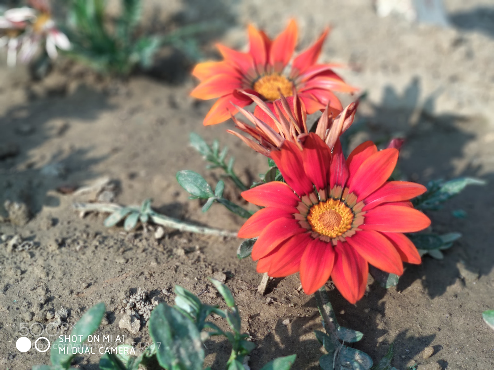 Xiaomi Mi A1 sample photo. Indian blossom photography