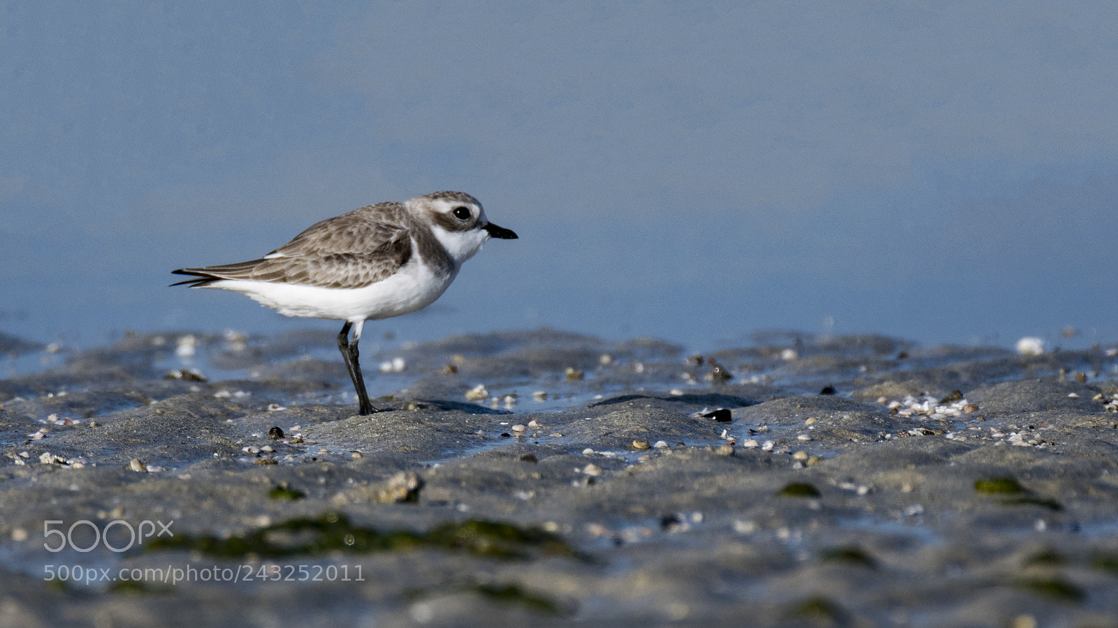 Nikon D500 sample photo. Kentish plover photography