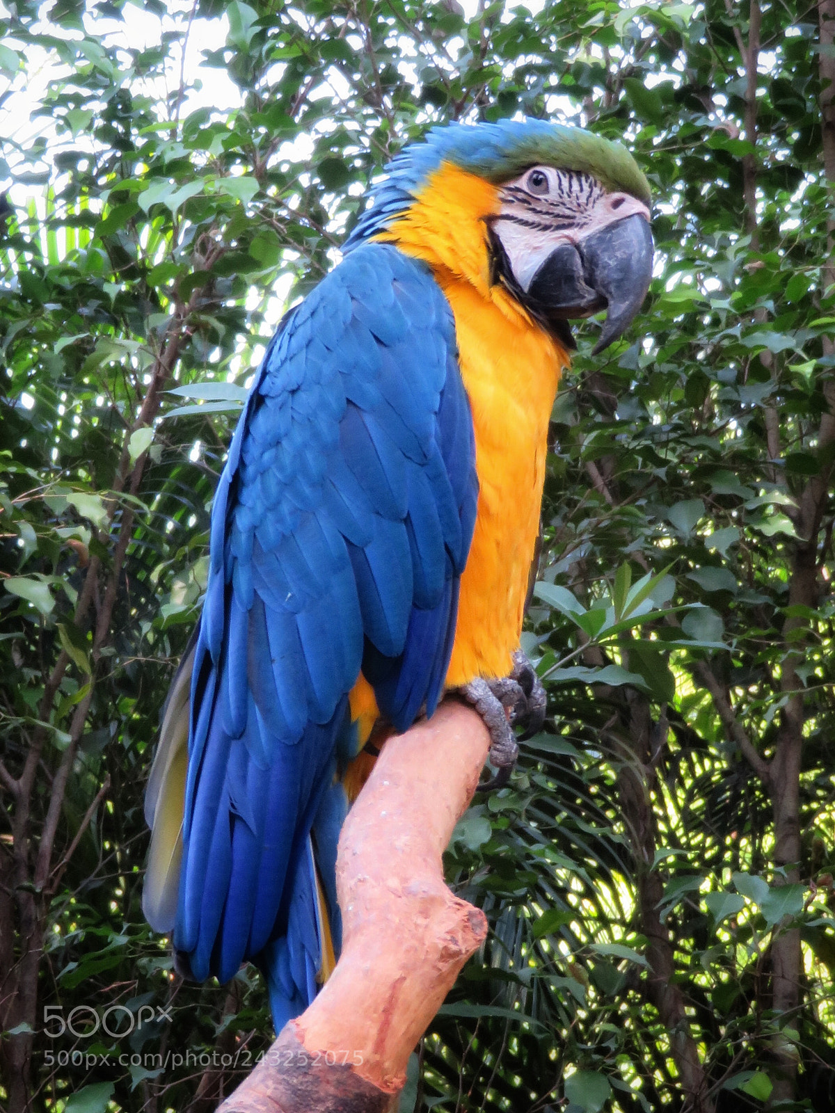 Canon PowerShot SX720 HS sample photo. Blue and gold macaw photography
