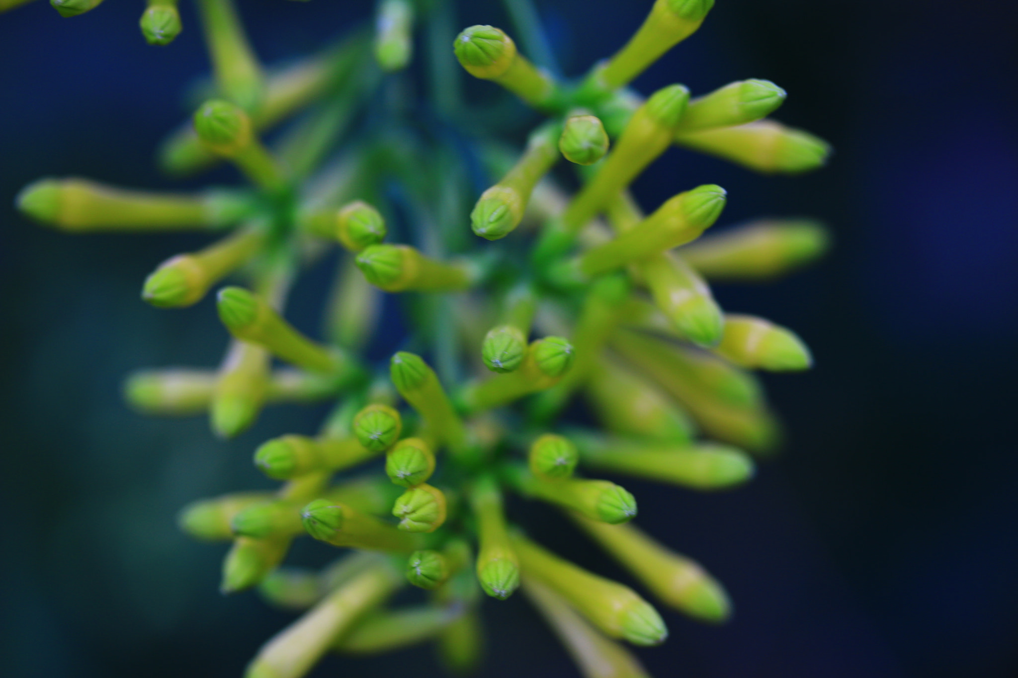 Canon EF-S 60mm F2.8 Macro USM sample photo. Flower bud macro photography