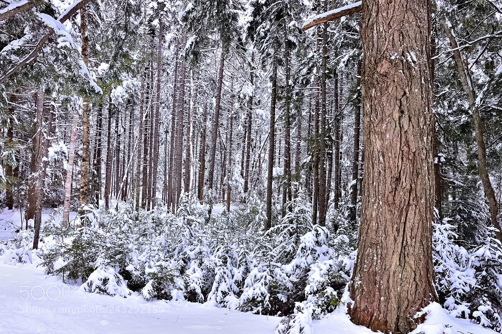 Nikon 1 J5 sample photo. Winter hemlock forest photography