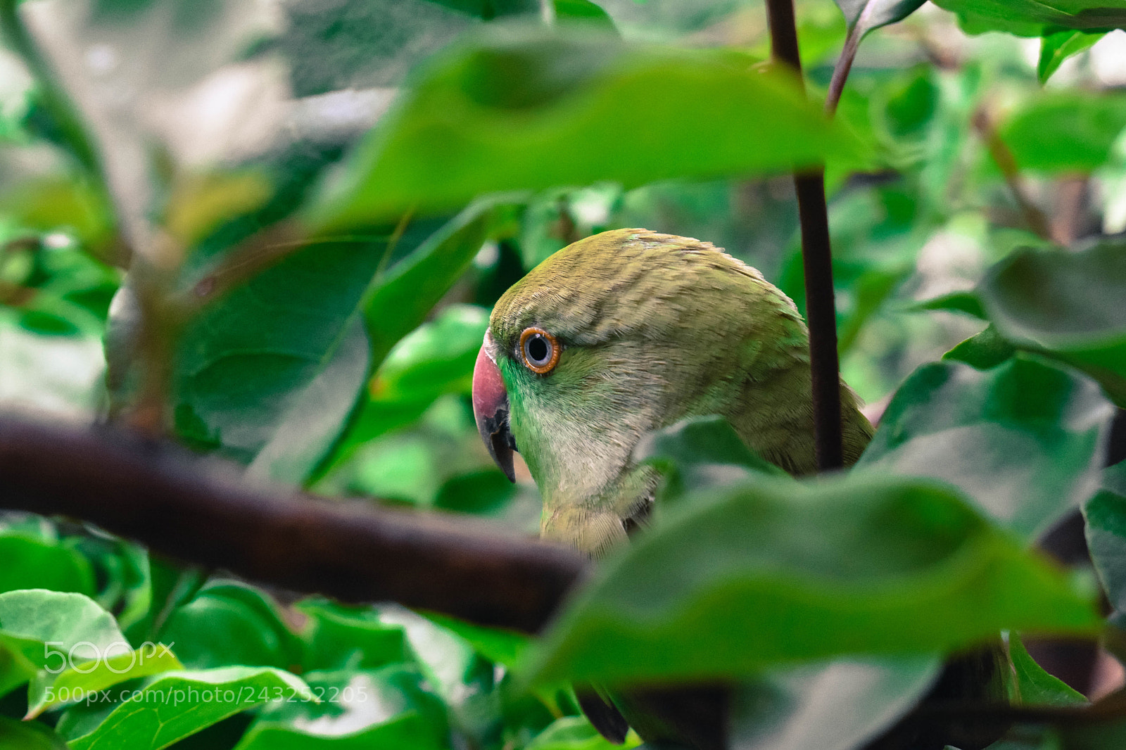 Nikon D3400 sample photo. Parrot in the trees photography