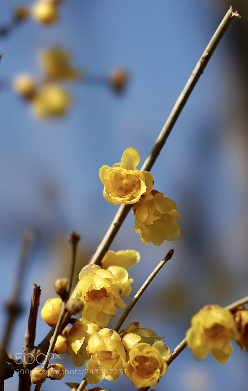 Sony a7 II sample photo. Winter colors photography