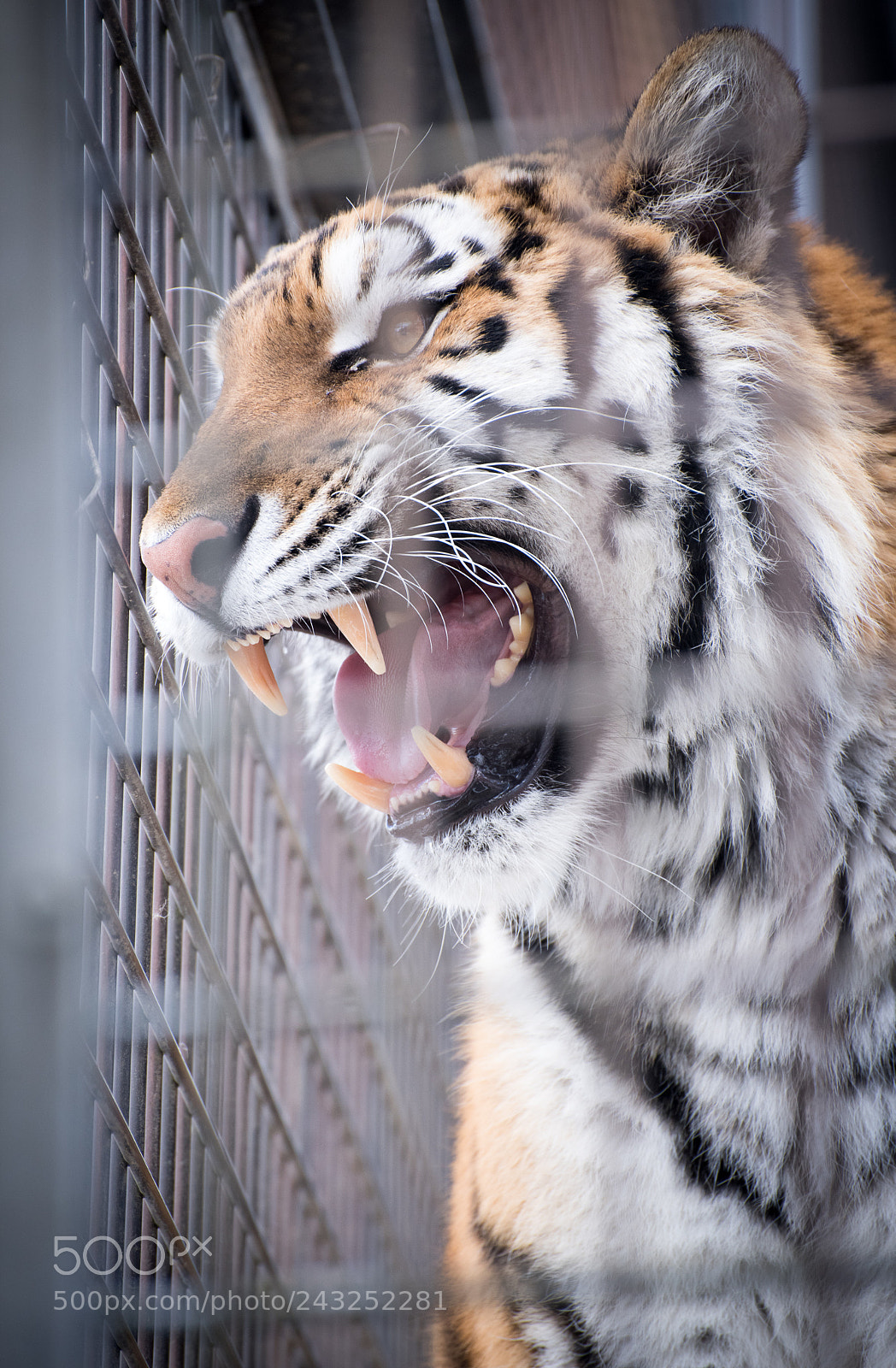 Nikon D810 sample photo. Tiger photography