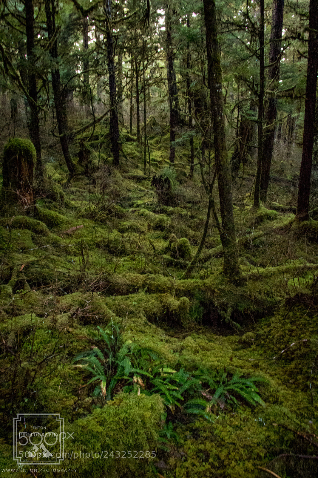 Canon EOS 760D (EOS Rebel T6s / EOS 8000D) sample photo. Rainforest photography