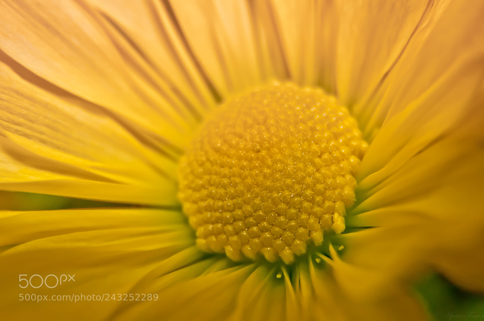 Nikon D90 sample photo. Flower photography