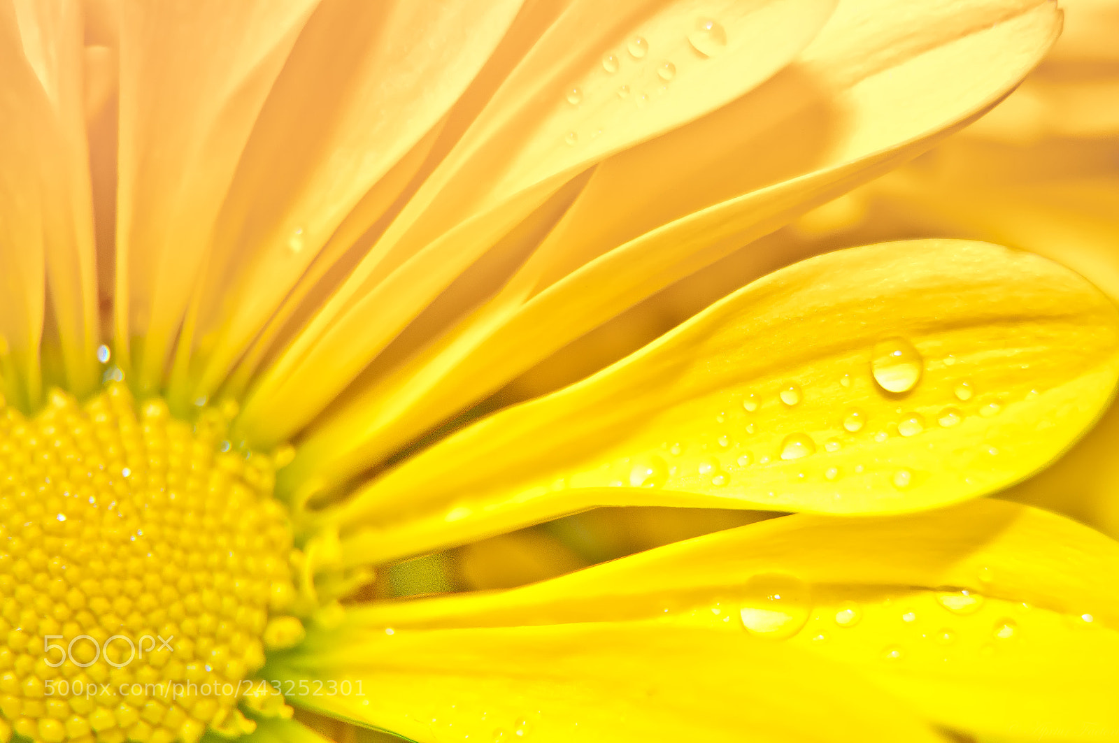 Nikon D90 sample photo. Just a drop photography
