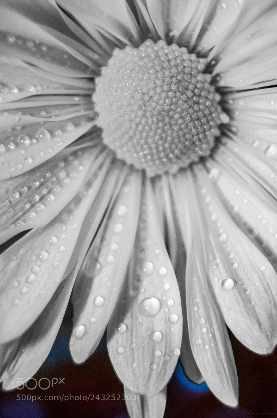 Nikon D90 sample photo. Pale flower photography