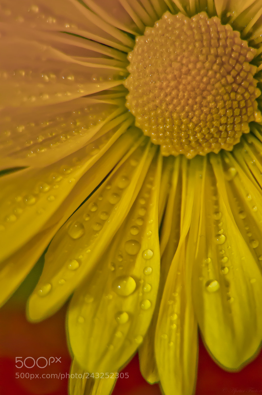 Nikon D90 sample photo. Beautiful droplets photography