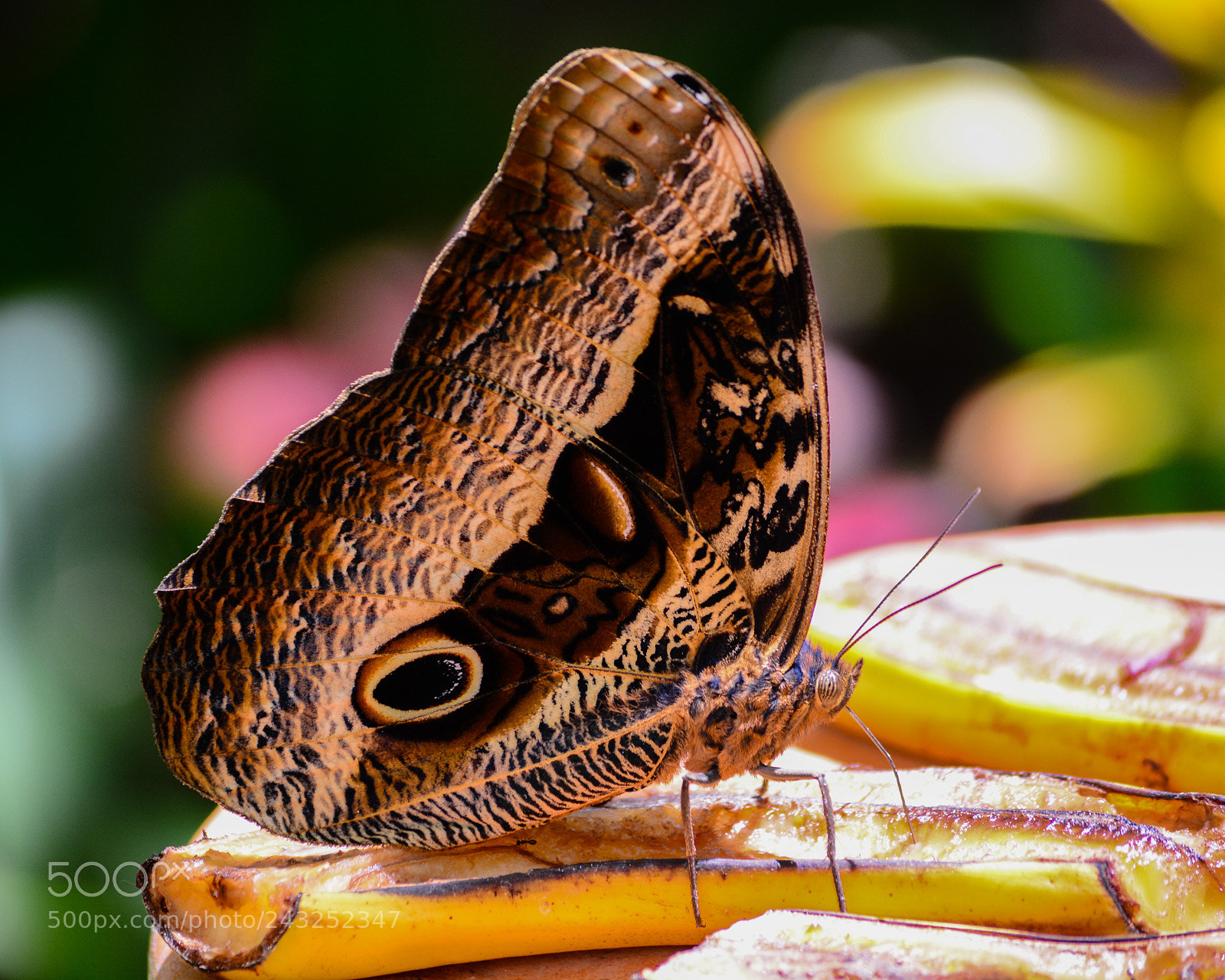 Nikon D7100 sample photo. Butterfly photography