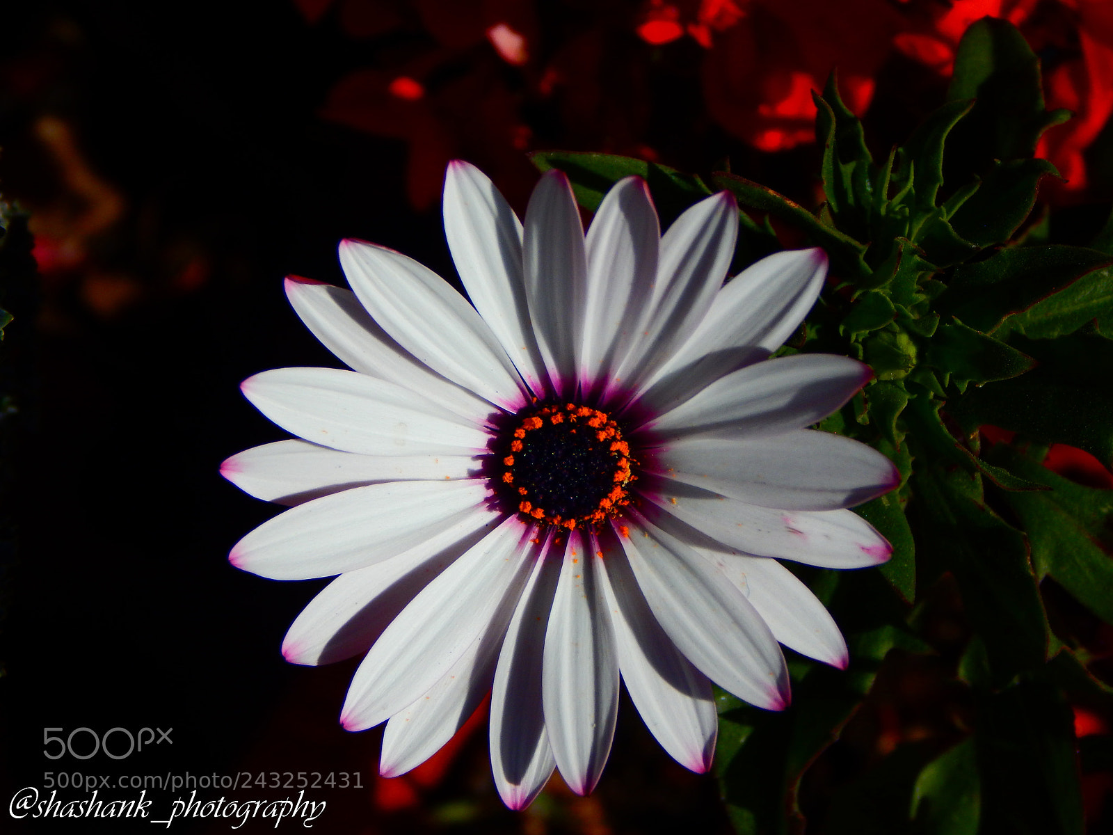 Nikon Coolpix L830 sample photo. Plant your own garden photography