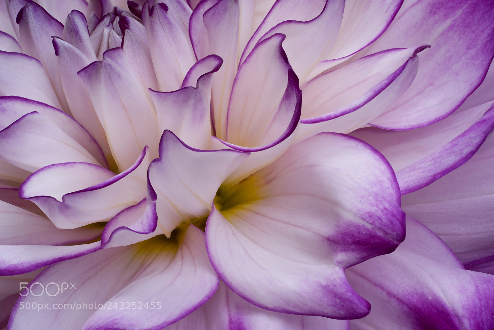 Sony a7R sample photo. Wings photography