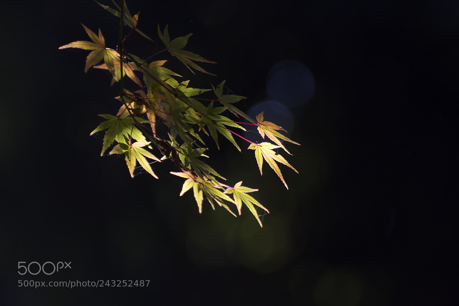 Nikon D7200 sample photo. Untitled photography