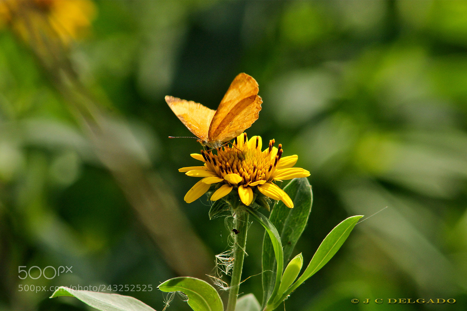 Canon EOS 600D (Rebel EOS T3i / EOS Kiss X5) sample photo. Pollinating photography