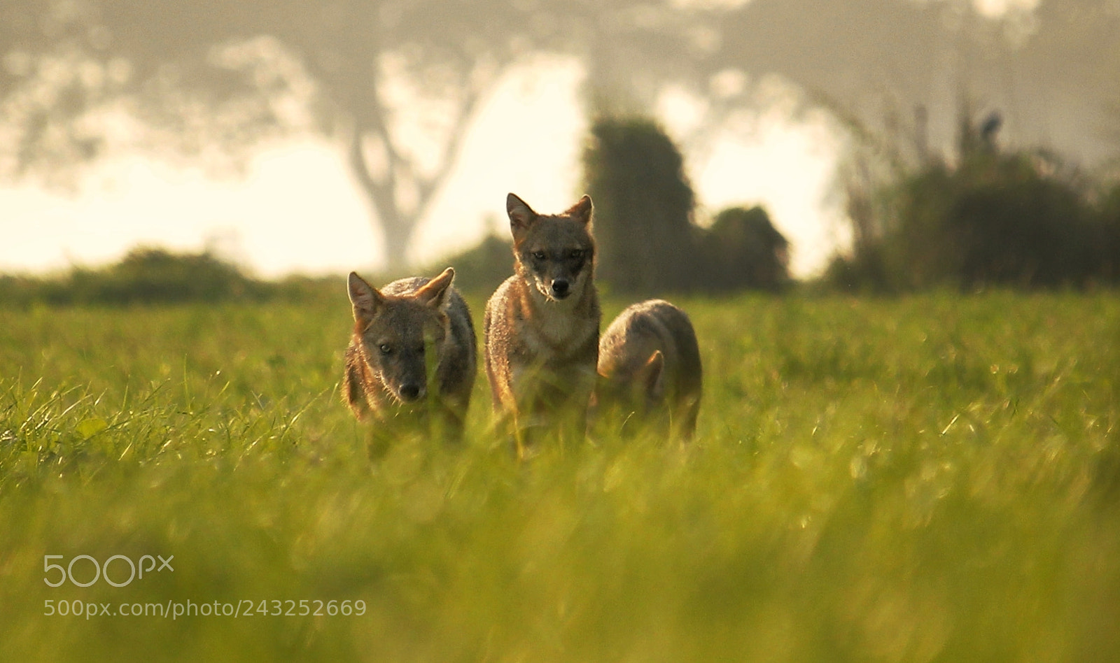 Canon EOS 60D sample photo. 3 musketeers photography