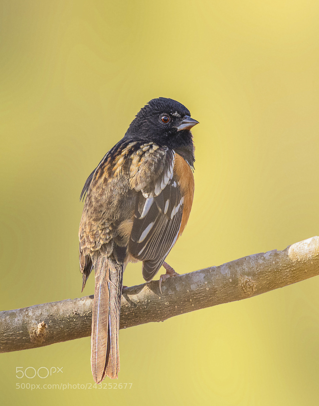 Nikon D7100 sample photo. Spotted towhee photography