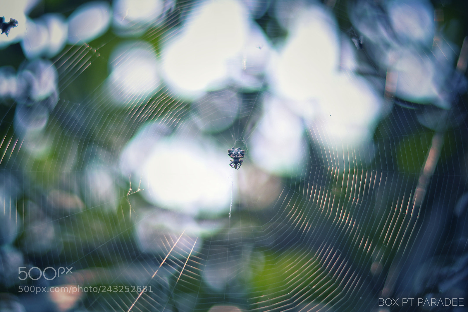 Nikon D7100 sample photo. Untitled photography