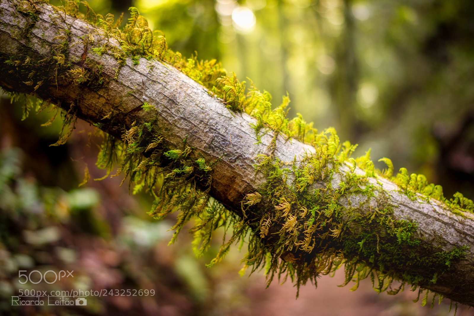 Sony a7R sample photo. Sprouting life photography