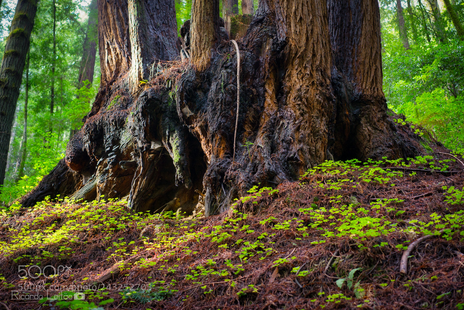 Sony a7R sample photo. Some feet of the photography