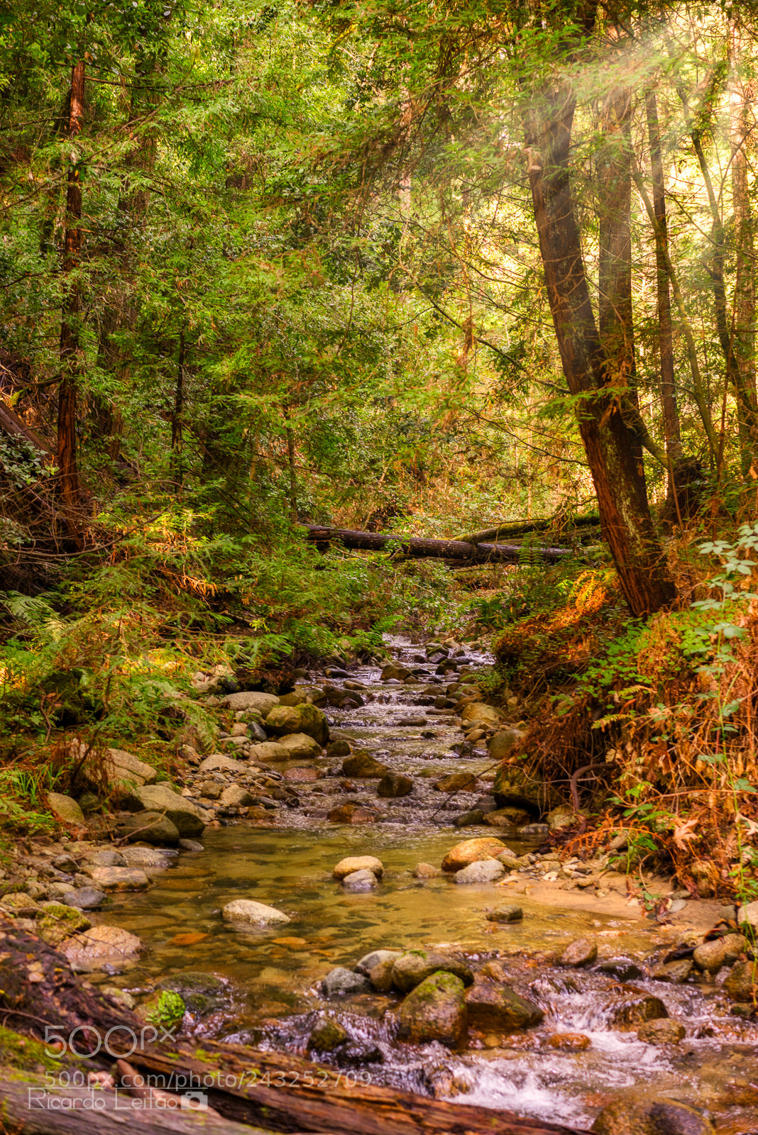 Sony a7R sample photo. The creek runs thru photography