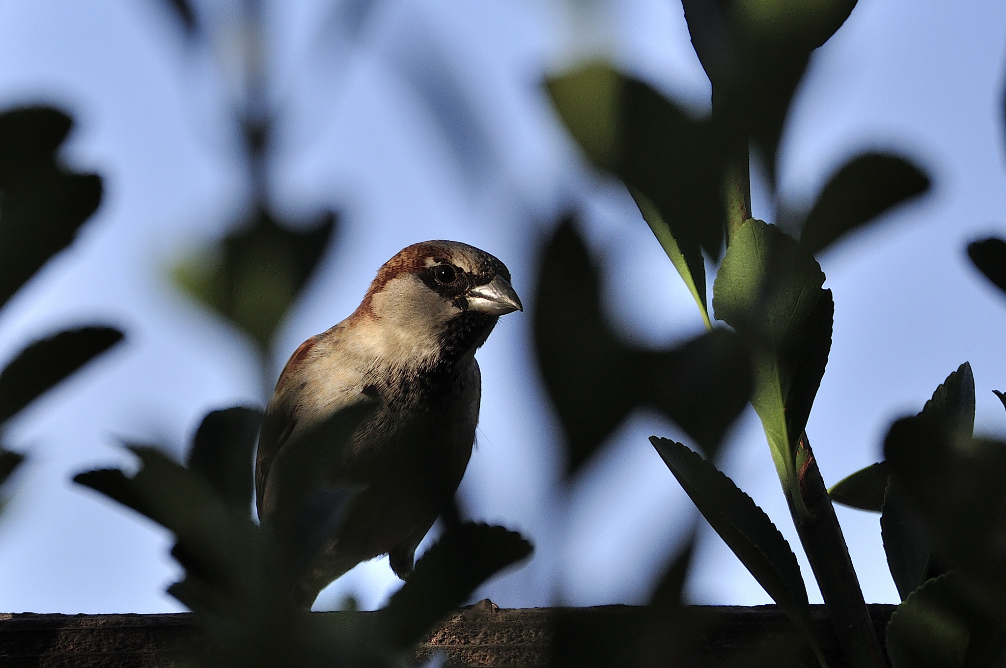 Nikon D90 + Nikon AF-S Nikkor 80-400mm F4.5-5.6G ED VR sample photo. Another sparrow picture photography