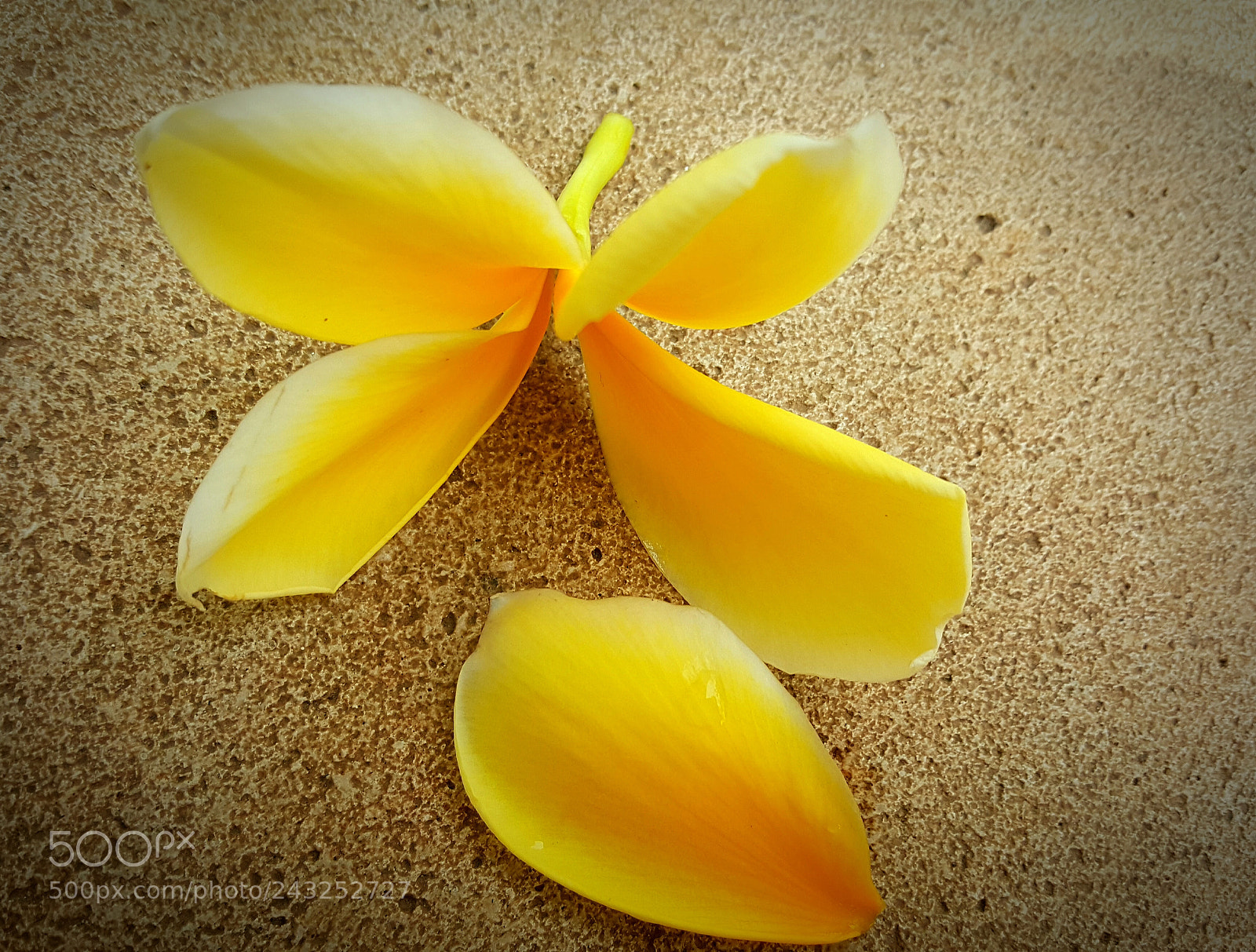 Samsung GALAXY S6 edge sample photo. Yellow photography
