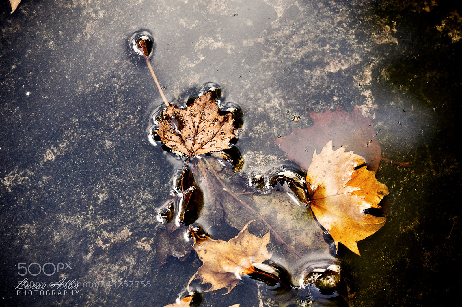 Nikon D3200 sample photo. Autumn photography