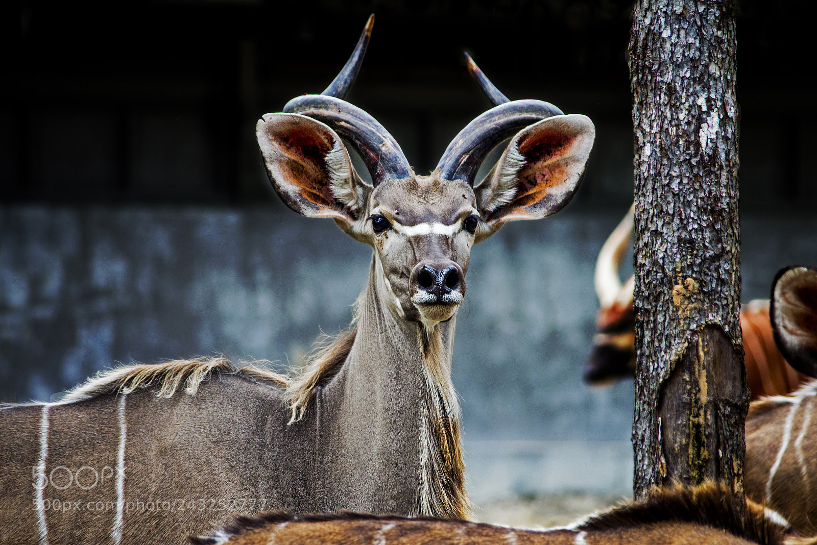 Nikon D600 sample photo. Whatsup photography