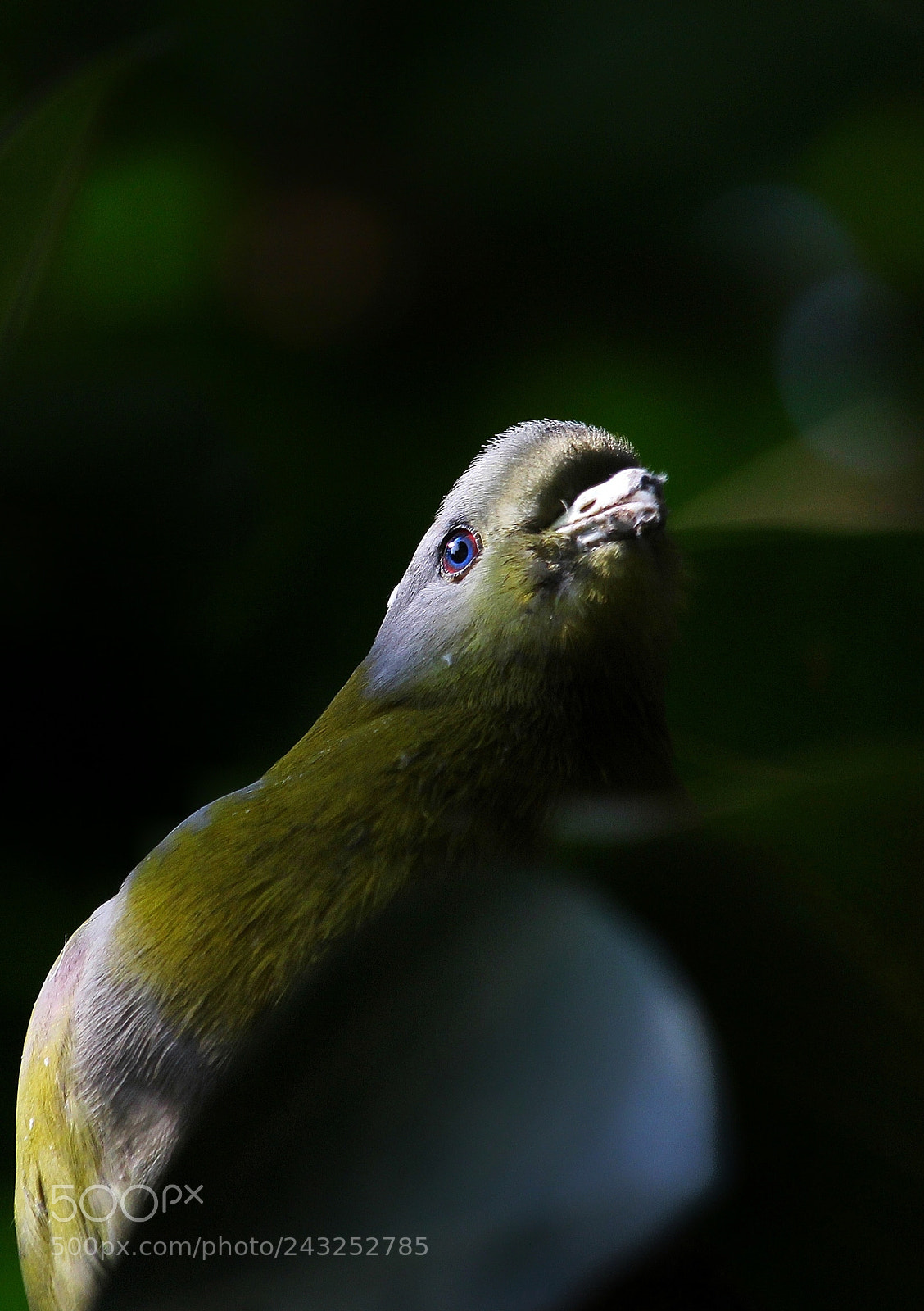 Canon EOS 60D sample photo. Nature's studio photography