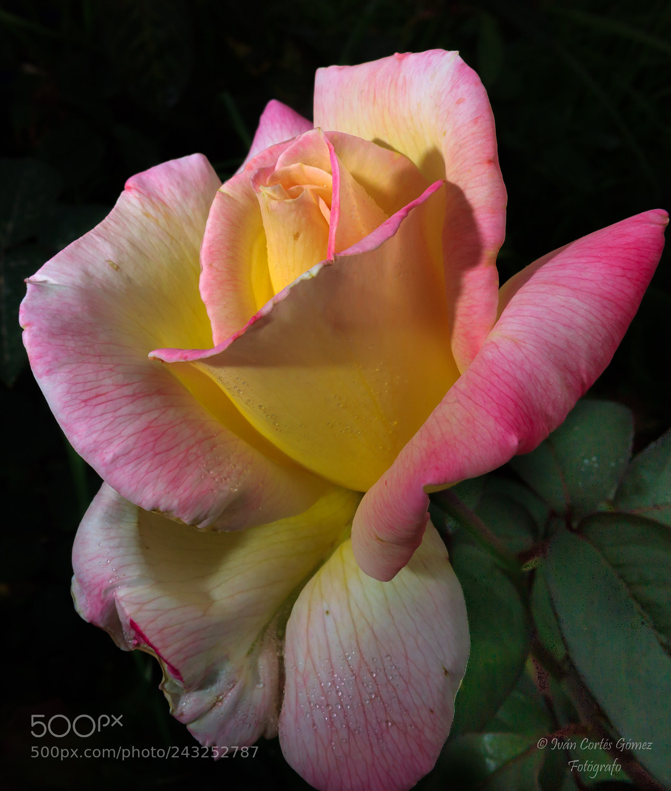 Canon EOS 600D (Rebel EOS T3i / EOS Kiss X5) sample photo. Rose photography