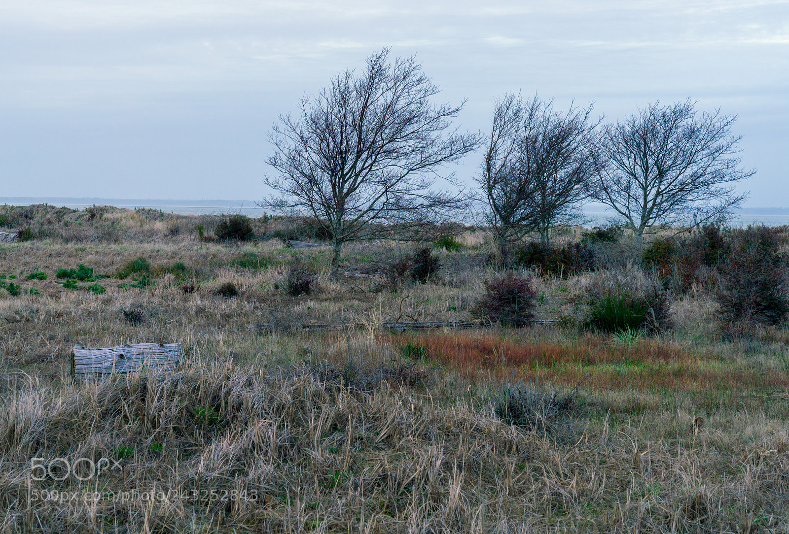 Sony a7R II sample photo. Three trees damon point photography