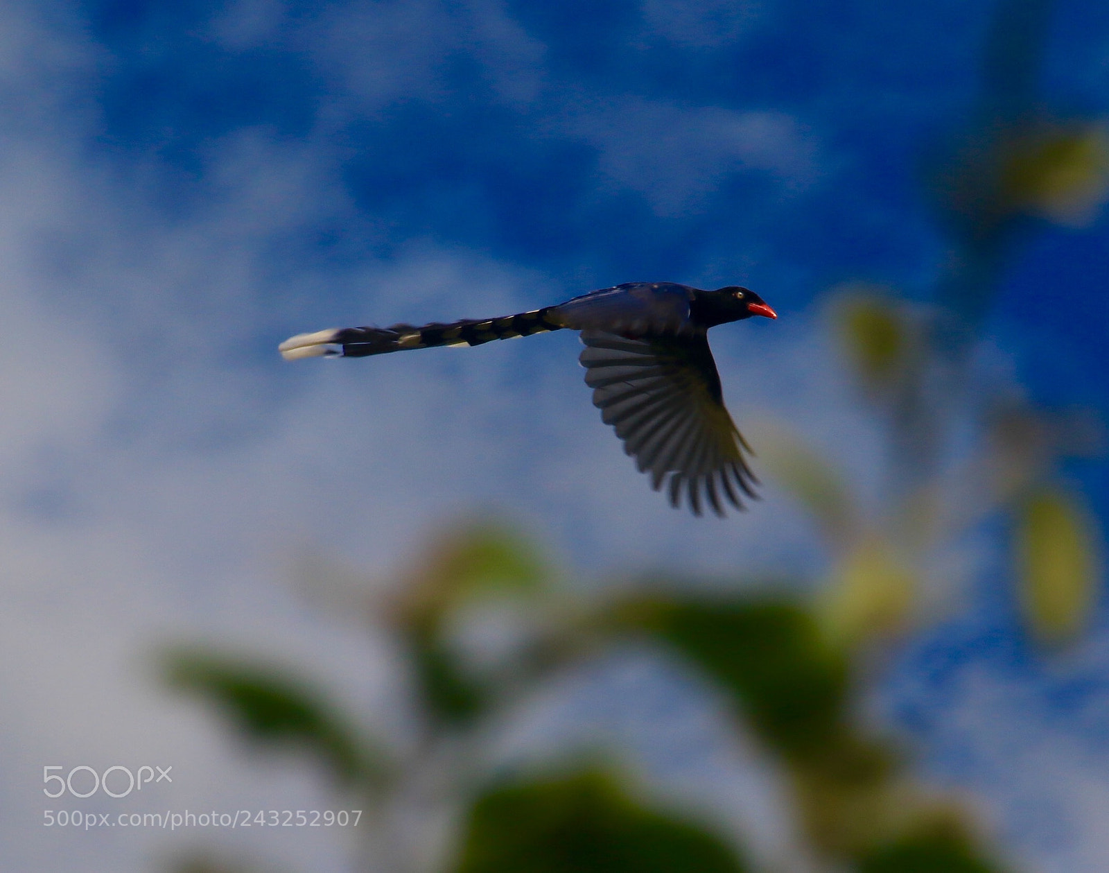 Canon EOS 7D Mark II sample photo. Flying photography