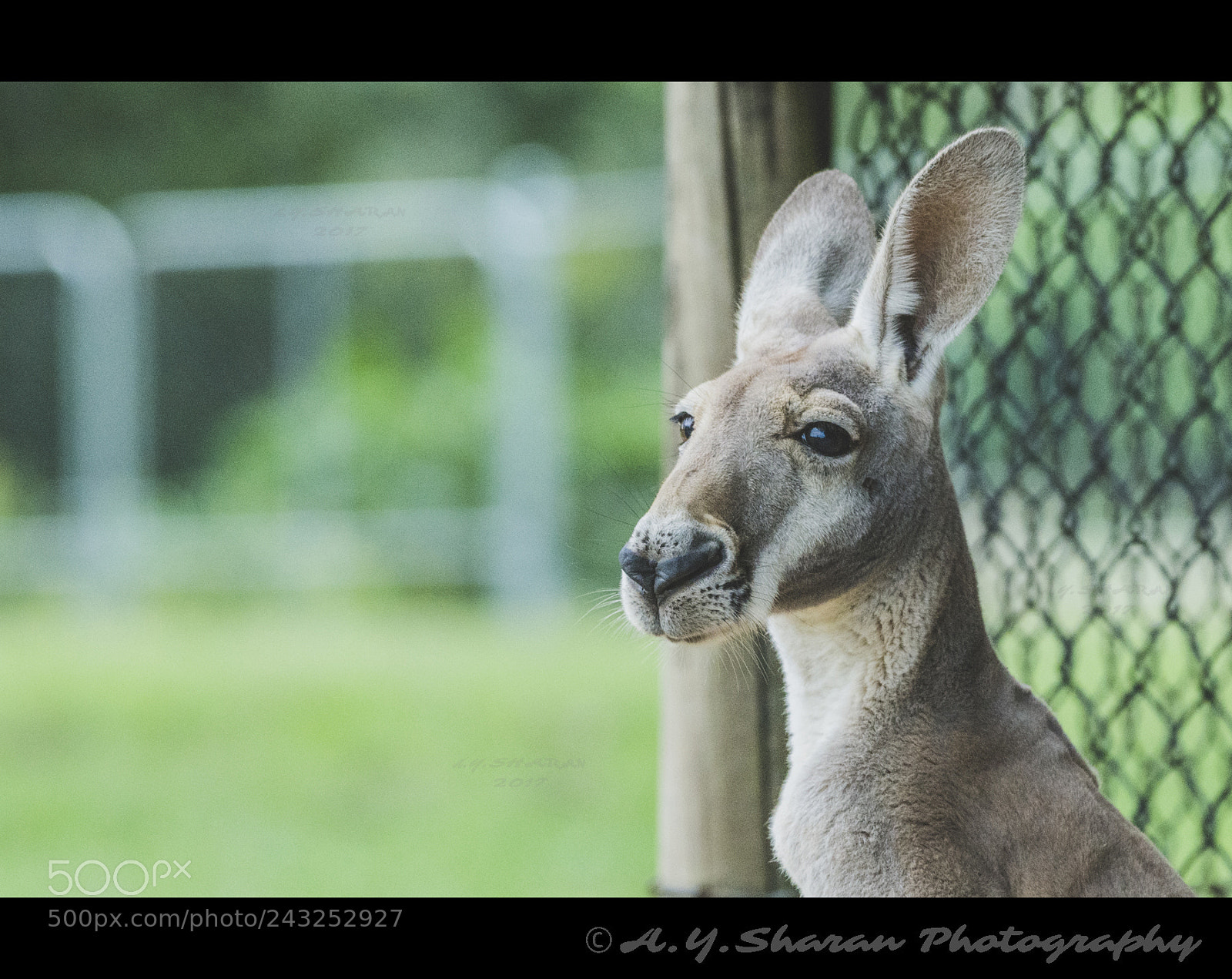 Pentax K-50 sample photo. Roo # 2 photography