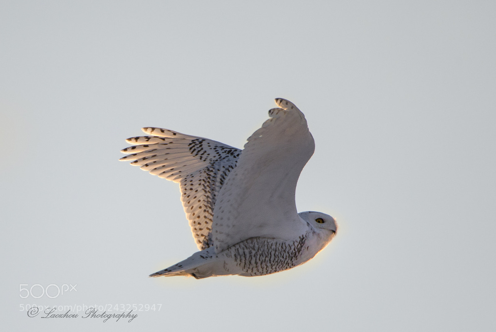 Nikon D5 sample photo. Snowy owl photography