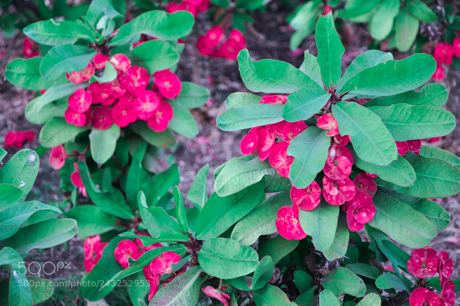 Nikon D90 sample photo. Flower photography