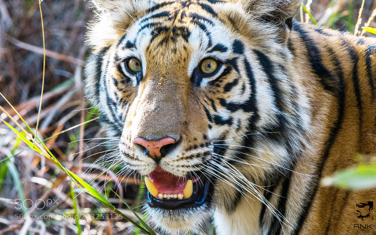 Nikon D500 sample photo. Cub of spotty photography