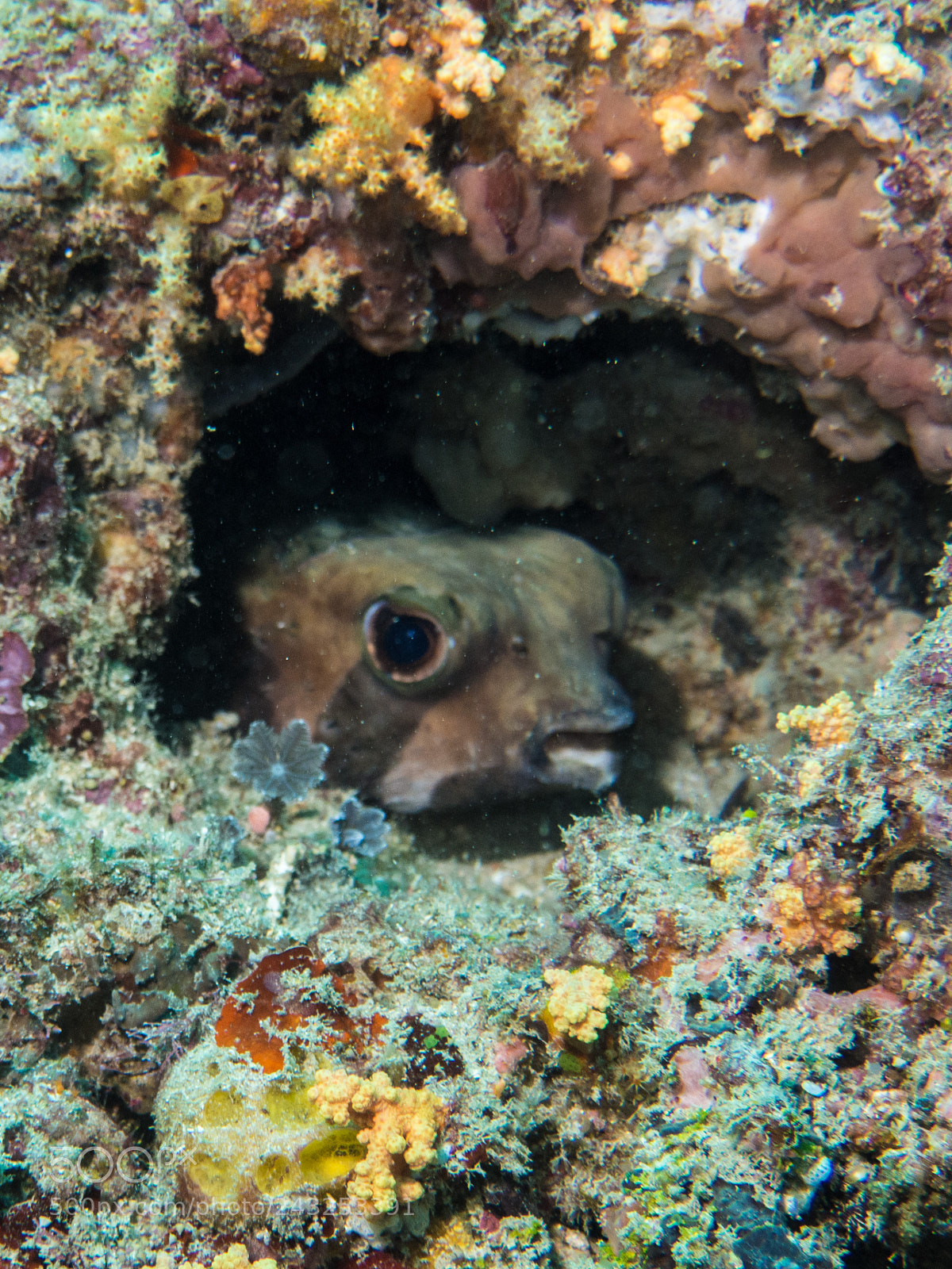 Olympus OM-D E-M10 sample photo. Porcupinefish photography